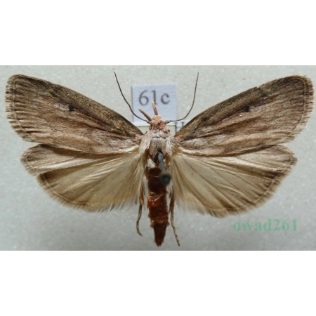 Aphomia sociella (Linnaeus, 1758) Żłobik gniazdoszek Czech61c